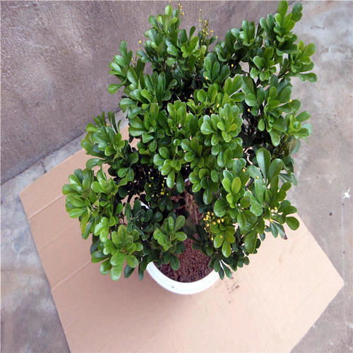 养花重质不重量，精品花木成就生活美学