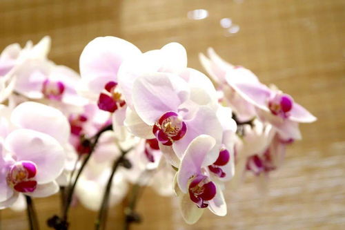 新优精品花卉展 探寻前所未见的自然瑰宝