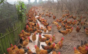 散养土鸡生态养殖技术与家禽服务体系构建