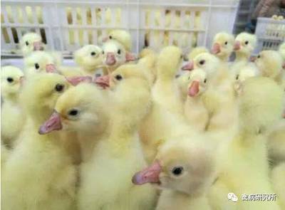 养鹅的必备条件与鹅病防治常识