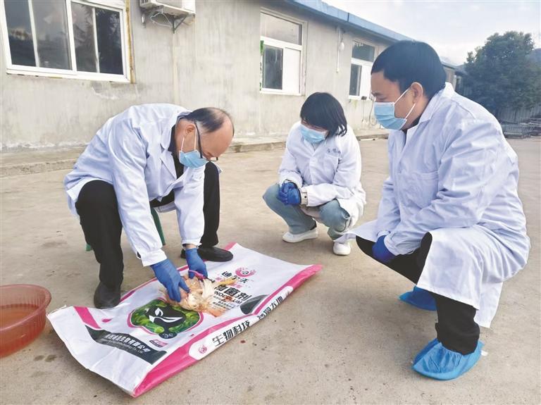 科技之光照亮乡村振兴之路 家禽技术服务的创新实践