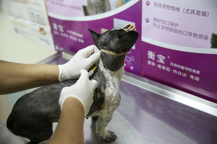 上门为群众养殖的家禽提供免费的禽流感疫苗注射服务外