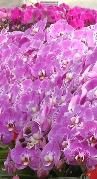 花满金陵，美好生活——2022南京精品年宵花展盛装启幕