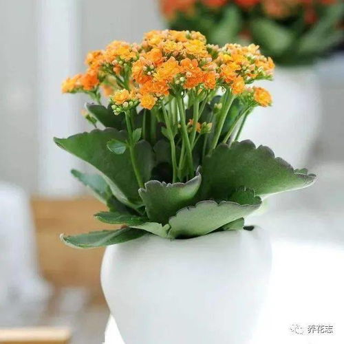 盆栽长寿花养护指南 注意4点，花朵挂满枝头